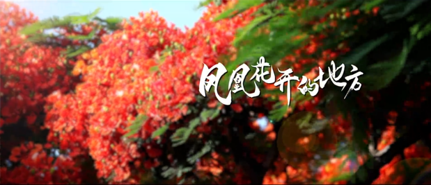 《凤凰花开的地方》