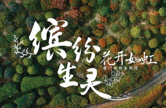 缤纷盛厦-《花开如虹》